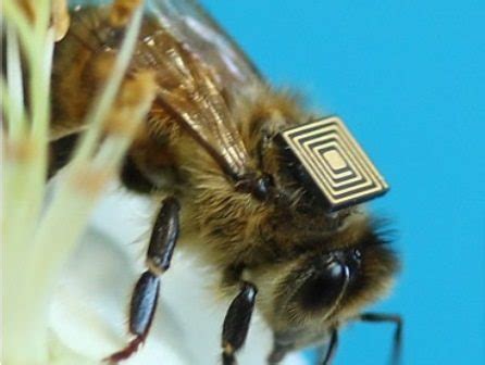 honey bee rfid tracking